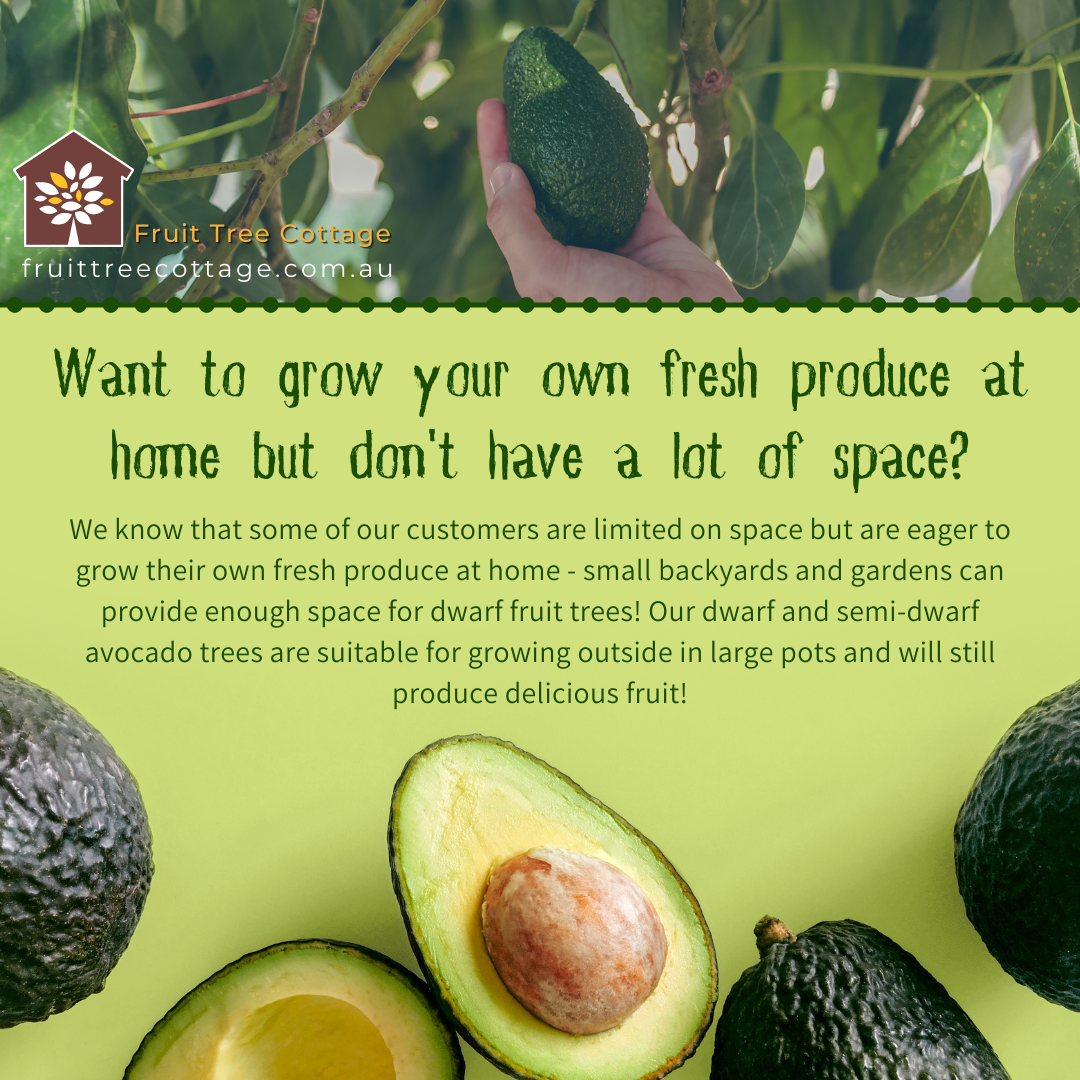 Grow in Small Spaces with Dwarf Fruit Trees – Fruit Tree Cottage