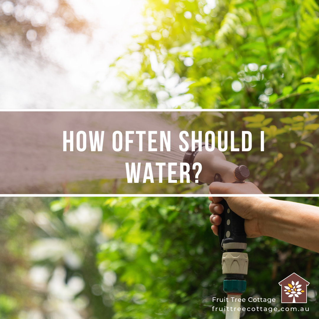 How Often Should I Water My Fruit Trees Fruit Tree Cottage