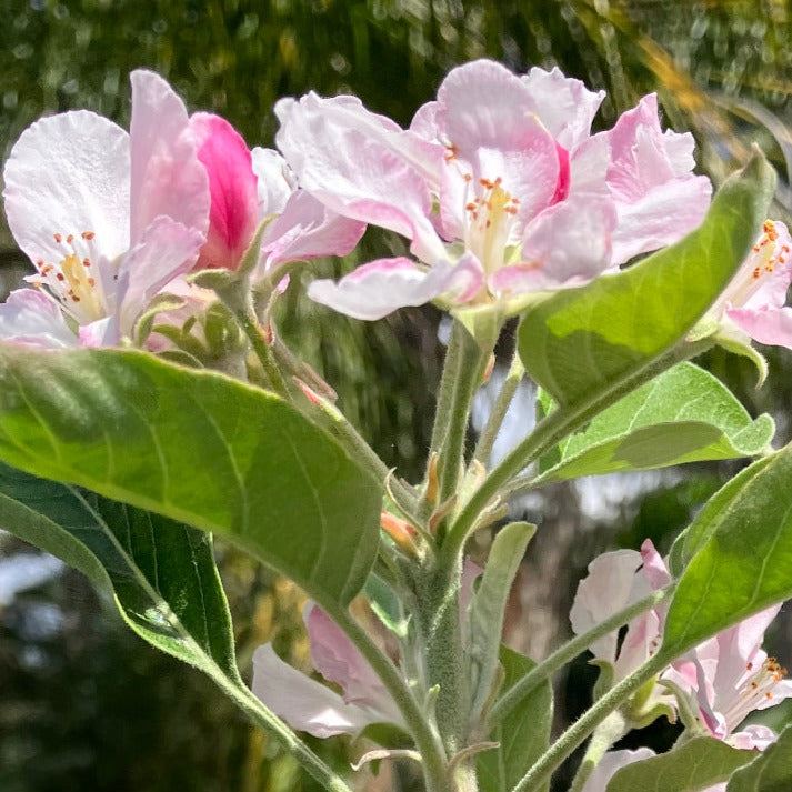 Apple Dwarf Golden Dorsett Buy Now from Fruit Tree Cottage