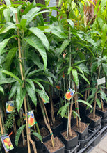 Load image into Gallery viewer, Mango | Jumbo Kesar