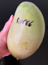 Load image into Gallery viewer, Mango | Rupee