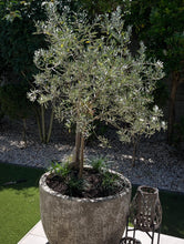 Load image into Gallery viewer, Olive | Bambalina Dwarf Ornamental