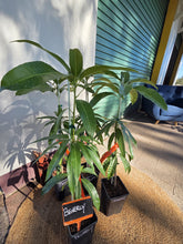 Load image into Gallery viewer, Mango | Beverley