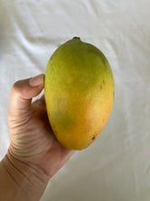 Load image into Gallery viewer, Mango | Early Gold