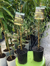 Load image into Gallery viewer, Olive | Bambalina Dwarf Ornamental