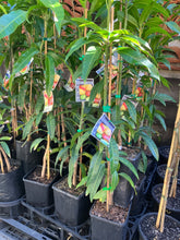 Load image into Gallery viewer, Semi-Dwarf Mango | Bambaroo