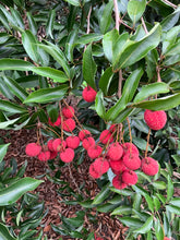 Load image into Gallery viewer, Lychee | Baitaying