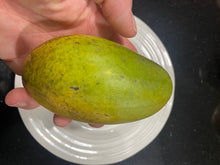 Load image into Gallery viewer, Mango | Haden
