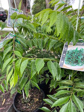 Load image into Gallery viewer, Curry Leaf tree | Herb