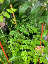 Load image into Gallery viewer, Moringa | Drumstick Tree