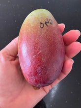 Load image into Gallery viewer, Dwarf Mango | Ono