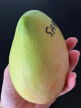 Load image into Gallery viewer, Mango | Sabre