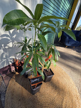 Load image into Gallery viewer, Mango | Beverley
