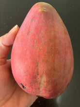 Load image into Gallery viewer, Mango | Rosa