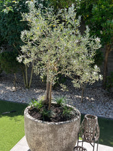 Load image into Gallery viewer, Olive | Bambalina Dwarf Ornamental