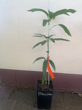 Load image into Gallery viewer, Mango | Mallika