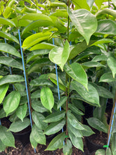 Load image into Gallery viewer, Soursop | Annona Muricata