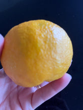 Load image into Gallery viewer, Orange | Appleby Smooth Seville Orange
