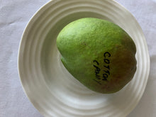 Load image into Gallery viewer, Mango | Cotton Candy