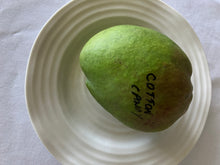 Load image into Gallery viewer, Mango | Cotton Candy