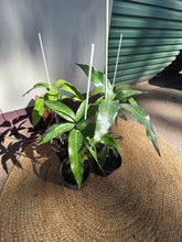 Load image into Gallery viewer, Dwarf Mango | Pickering