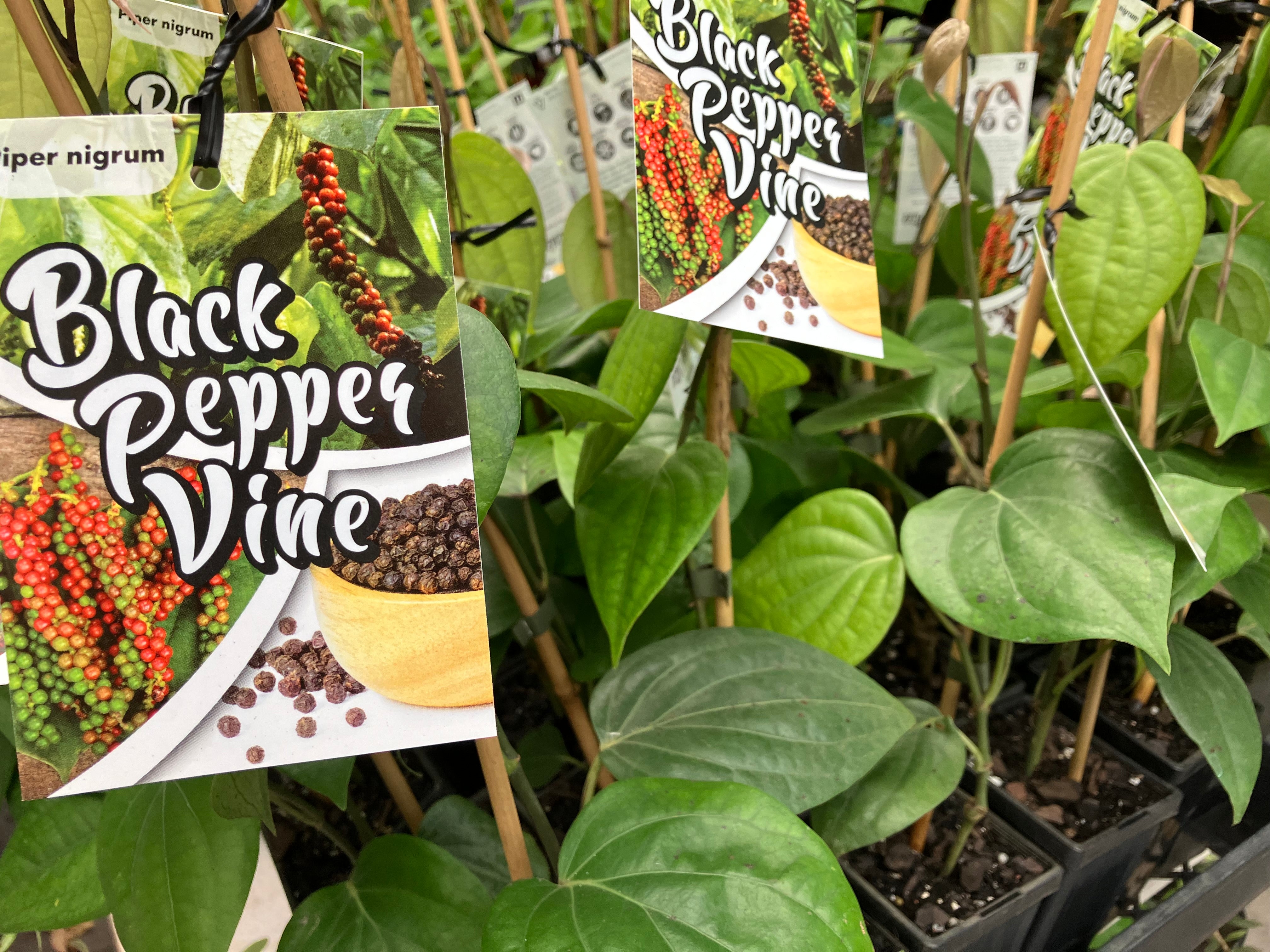 indoors black pepper plant Pepper