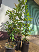 Load image into Gallery viewer, Grumichama | Brazilian Cherry