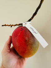 Load image into Gallery viewer, Mango | Haden
