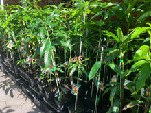 Load image into Gallery viewer, Mango | Kasturi