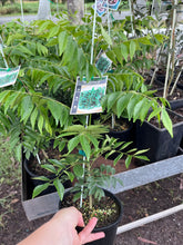 Load image into Gallery viewer, Curry Leaf tree | Herb