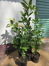 Load image into Gallery viewer, Grumichama | Brazilian Cherry