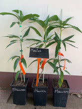 Load image into Gallery viewer, Mango | Mallika