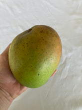 Load image into Gallery viewer, Semi-Dwarf Mango | Bambaroo