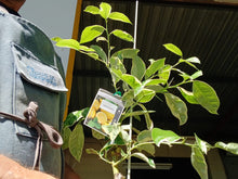 Load image into Gallery viewer, Lemon | Variegated Eureka Lemon