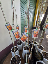 Load image into Gallery viewer, Persimmon | Fuyu