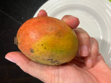 Load image into Gallery viewer, Mango | Cotton Candy