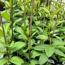 Load image into Gallery viewer, Guava | Hawaiian Pink