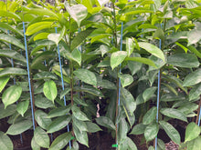 Load image into Gallery viewer, Soursop | Annona Muricata