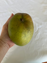 Load image into Gallery viewer, Semi-Dwarf Mango | Bambaroo
