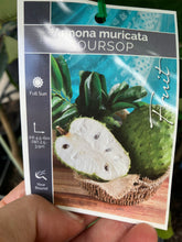 Load image into Gallery viewer, Soursop | Annona Muricata