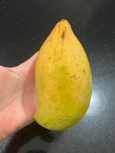 Load image into Gallery viewer, Mango | Totapuri