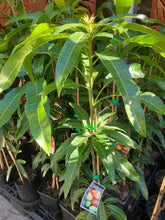 Load image into Gallery viewer, Semi-Dwarf Mango | Bambaroo