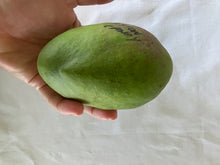 Load image into Gallery viewer, Mango | Cotton Candy