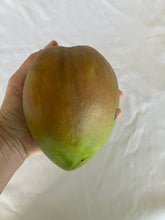 Load image into Gallery viewer, Semi-Dwarf Mango | Bambaroo