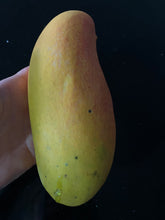 Load image into Gallery viewer, Dwarf Mango | King Thai