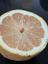 Load image into Gallery viewer, Lemon | Variegated Eureka Lemon