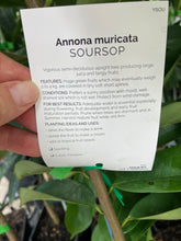 Load image into Gallery viewer, Soursop | Annona Muricata