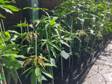 Load image into Gallery viewer, Mango | Dasheri