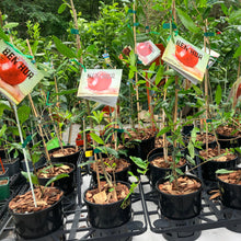 Load image into Gallery viewer, Pomegranate | Ben Hur