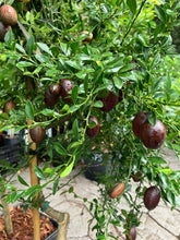 Load image into Gallery viewer, Australian Red Centre Lime | Finger Lime Hybrid